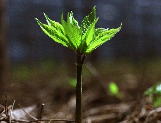 歷史上導(dǎo)致三七價(jià)格暴跌的罪魁禍?zhǔn)椎降资钦l(shuí)？（一）